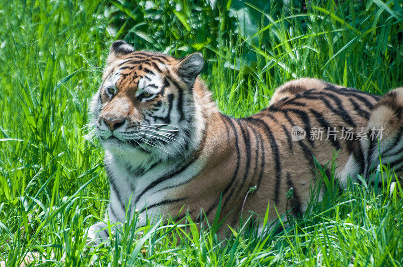 一种在草地上的，最大的猫科动物——泛tera Tigris Tiger。